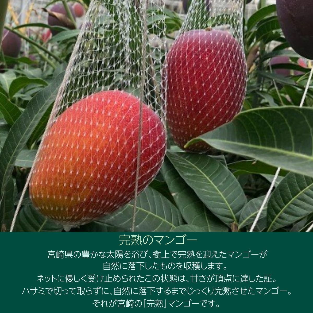 マンゴー