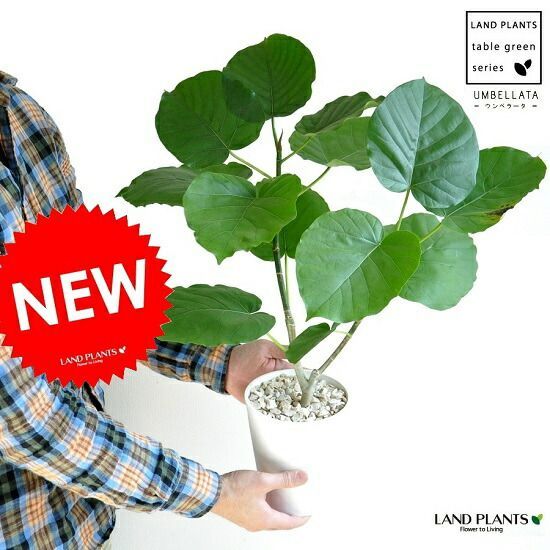 ☆　☆ゆんころ☆様│クリーム１ &ローション３、エマルジョン２ ゆんころ☆様│クリーム1 &ローション3、エマルジョン2 ゆん