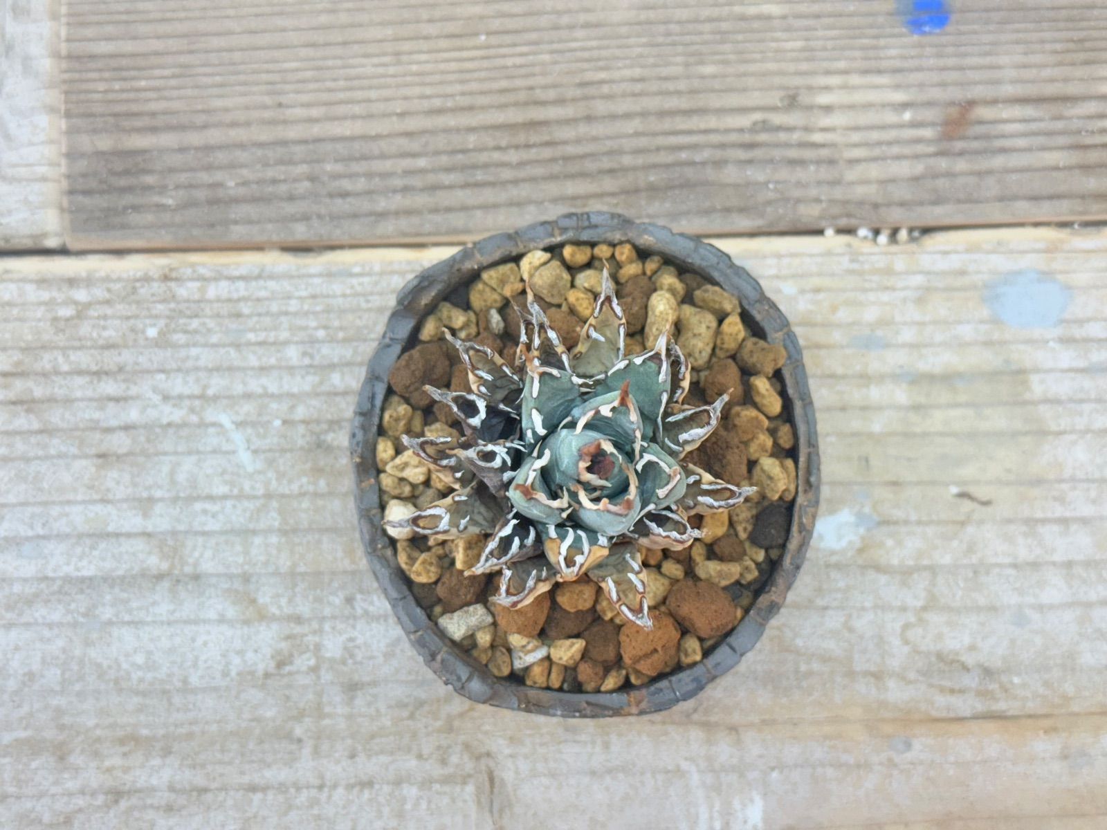 ユタエンシス エボリスピナ