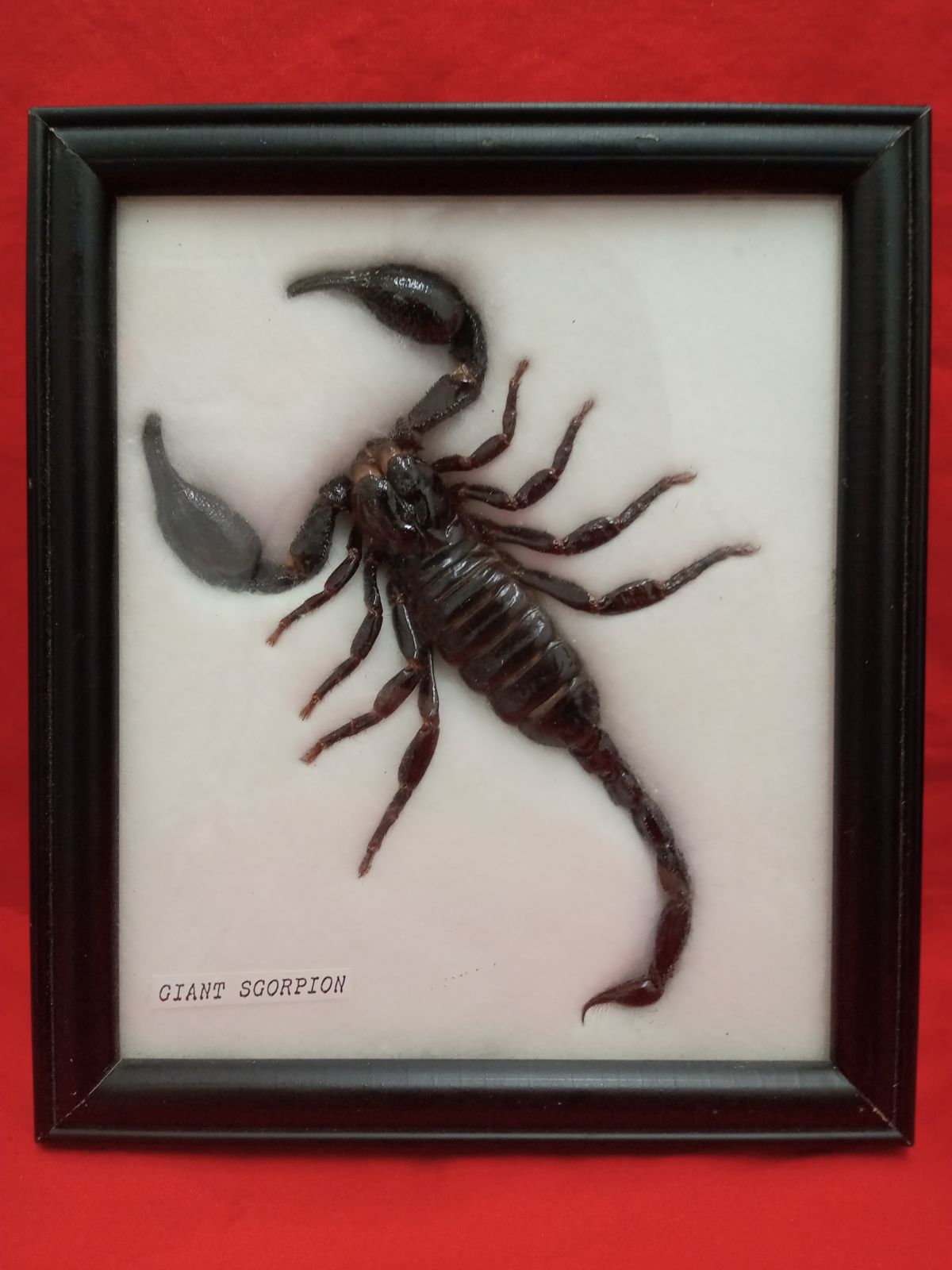 蠍の剥製 【公式通販】