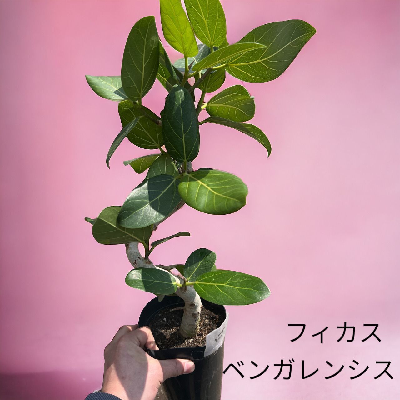 フィカス　ベンガレンシス5 c595a64a69fe7bd83f289251dcad10