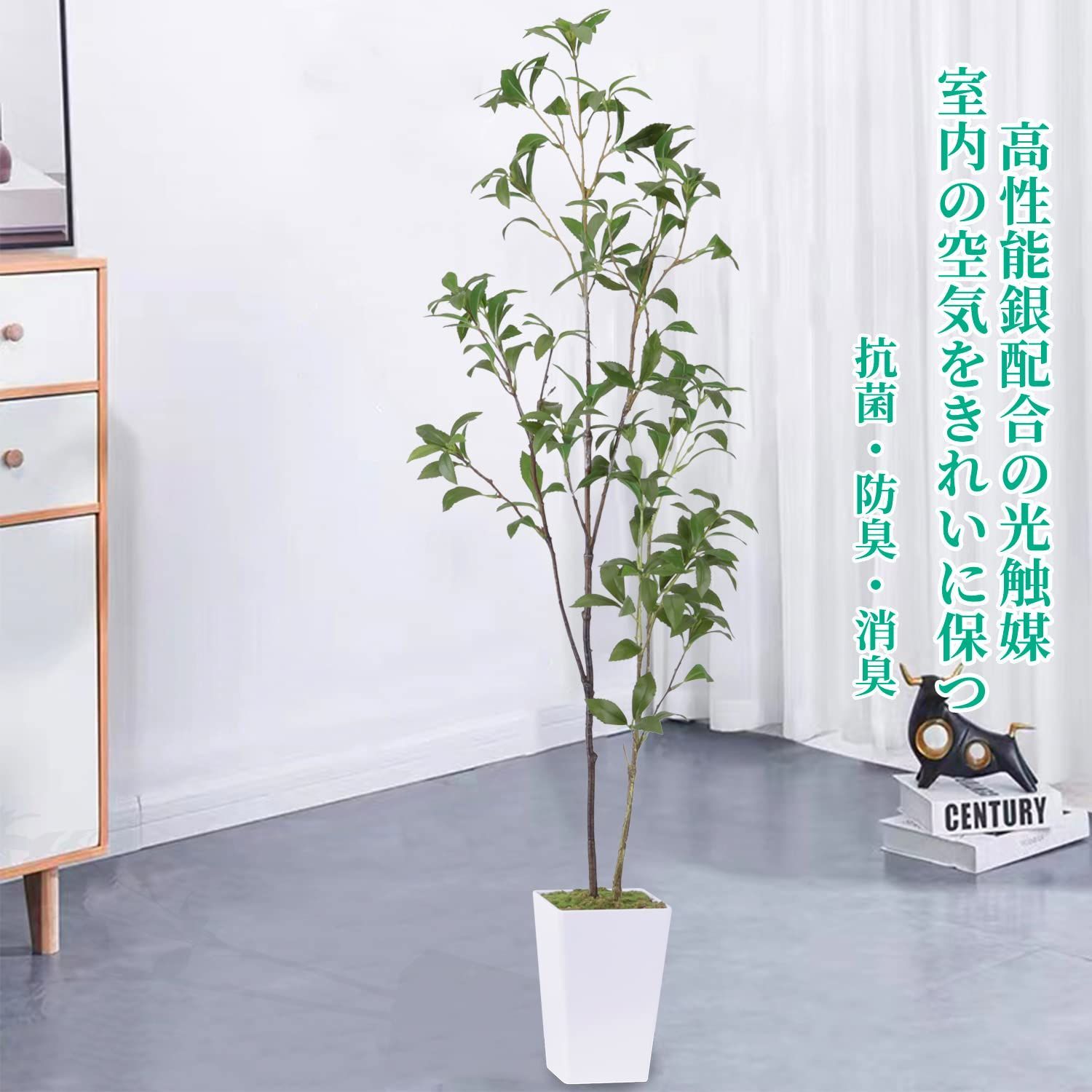 馬酔木 高さ110cm