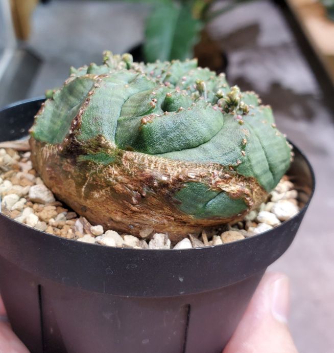 ユーフォルビア　オベサ　綴化　抜き苗発送 超希少 綴化 ユーフォルビア オベサ Euphorbia obesa 良形 選抜