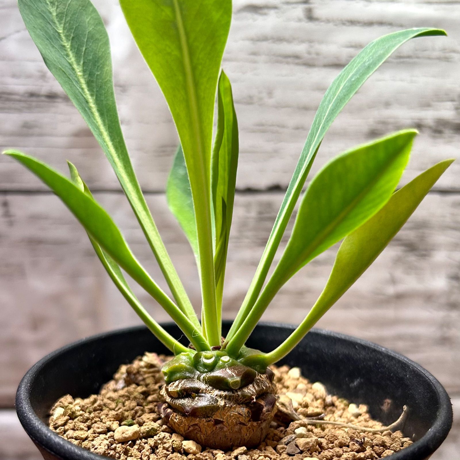 鉄甲丸 (てっこうまる) 雄雌ペア ユーフォルビア - メルカリ