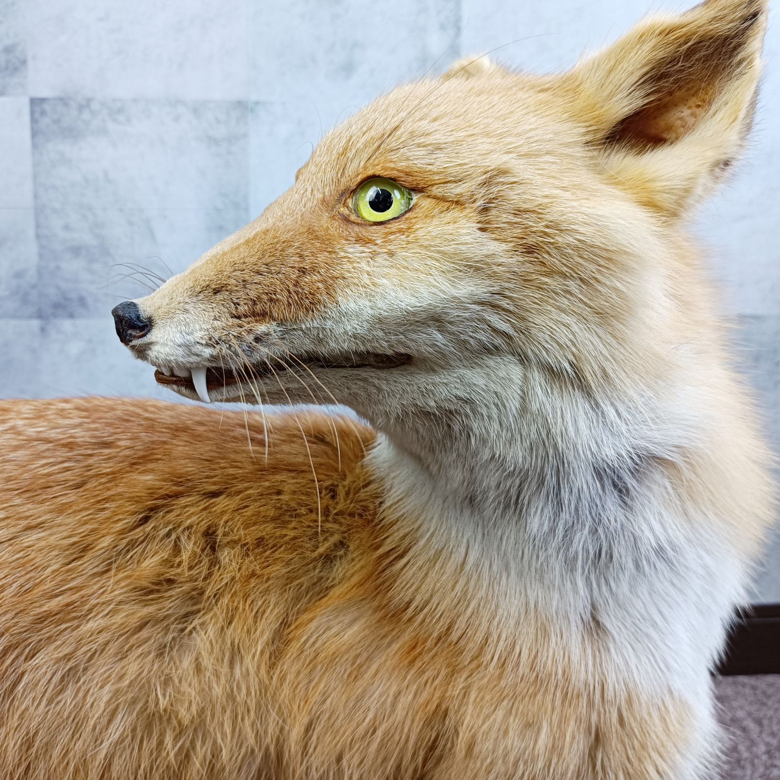 本州送料割あり】キツネ きつね 剥製 はく製 小林伯鳥作？ 動物