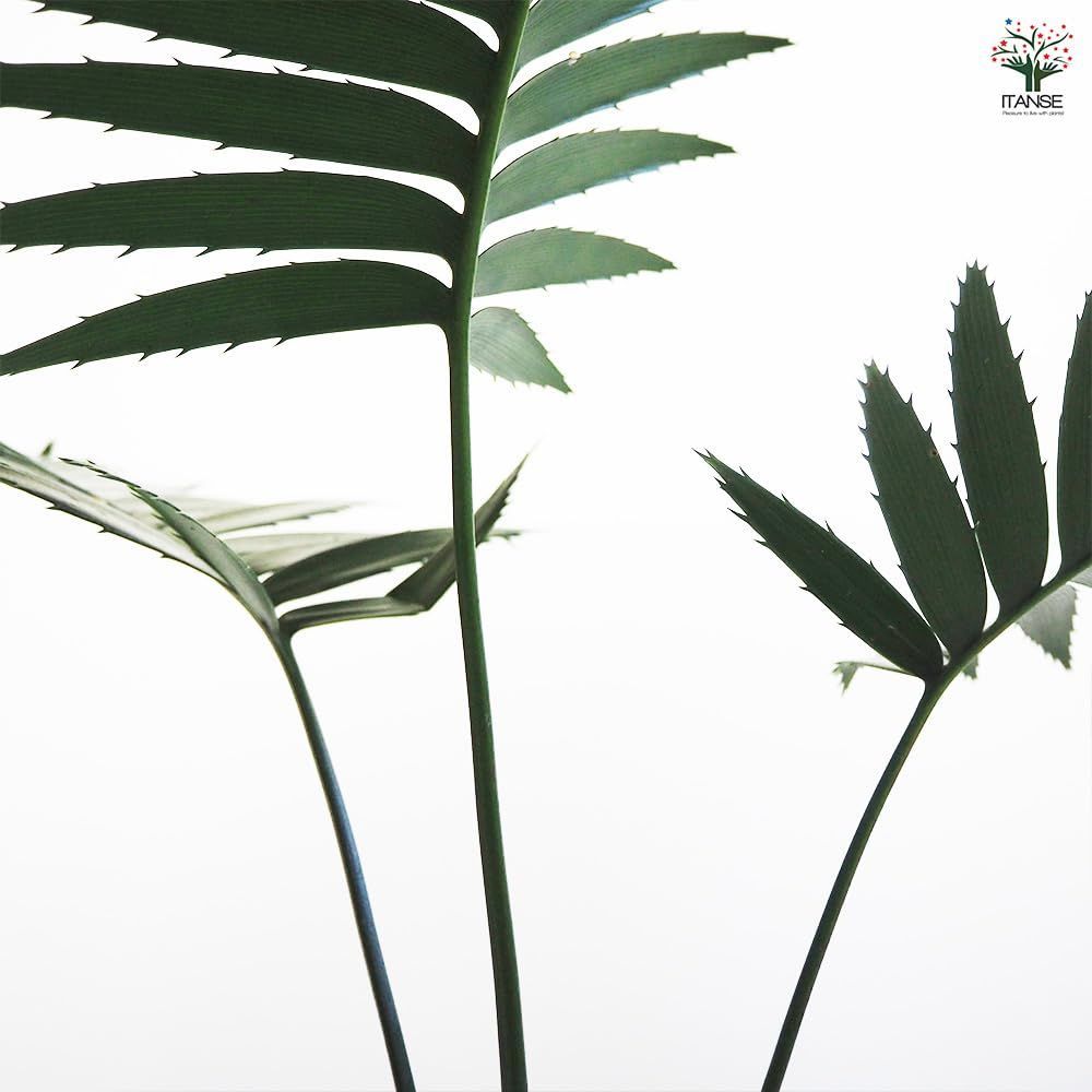 品種で選べる観葉植物