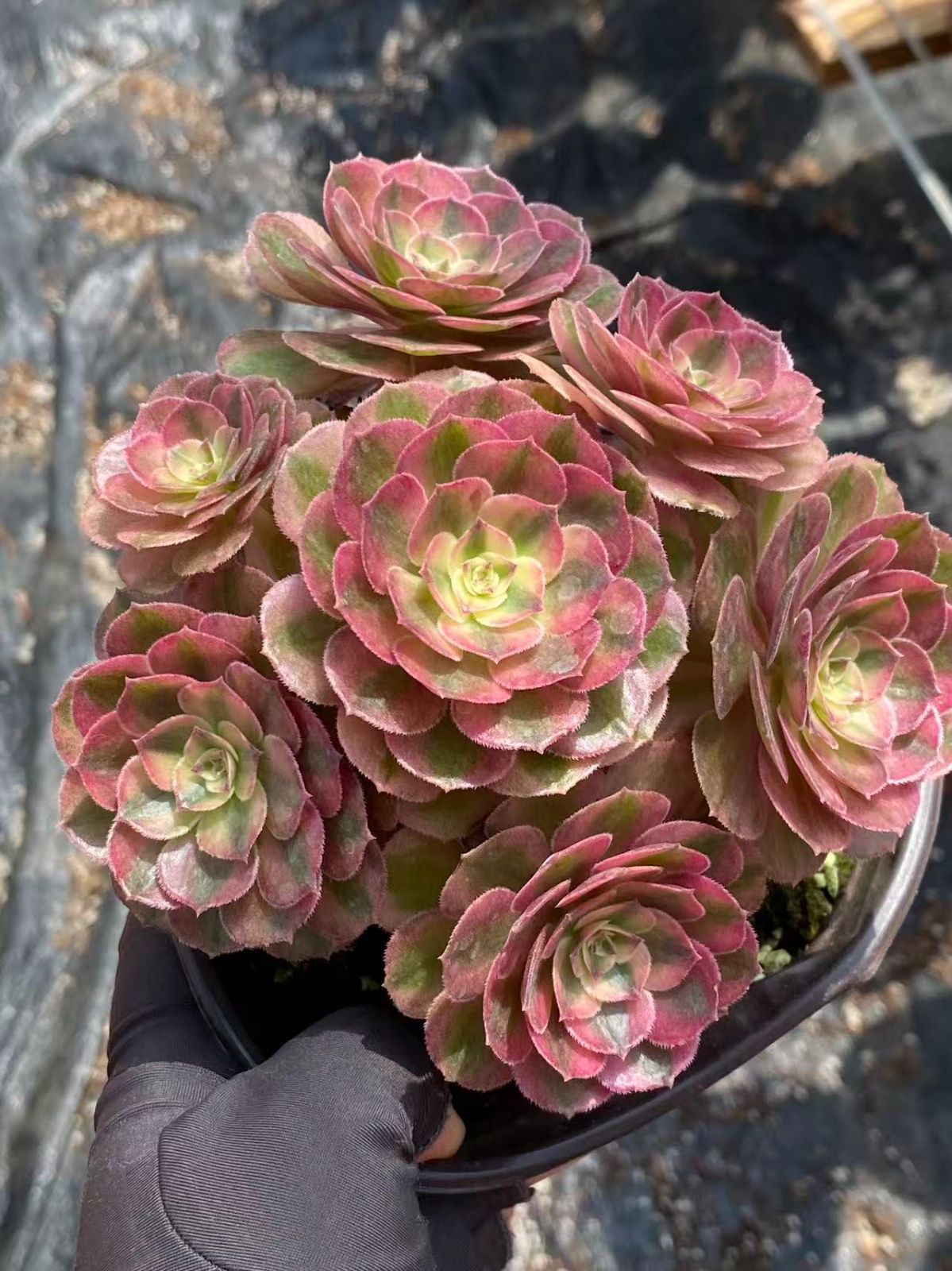 ZM1674×16 マルディグラ法師 抜き苗 多肉植物 アエオニウム エケベリア 韓国苗