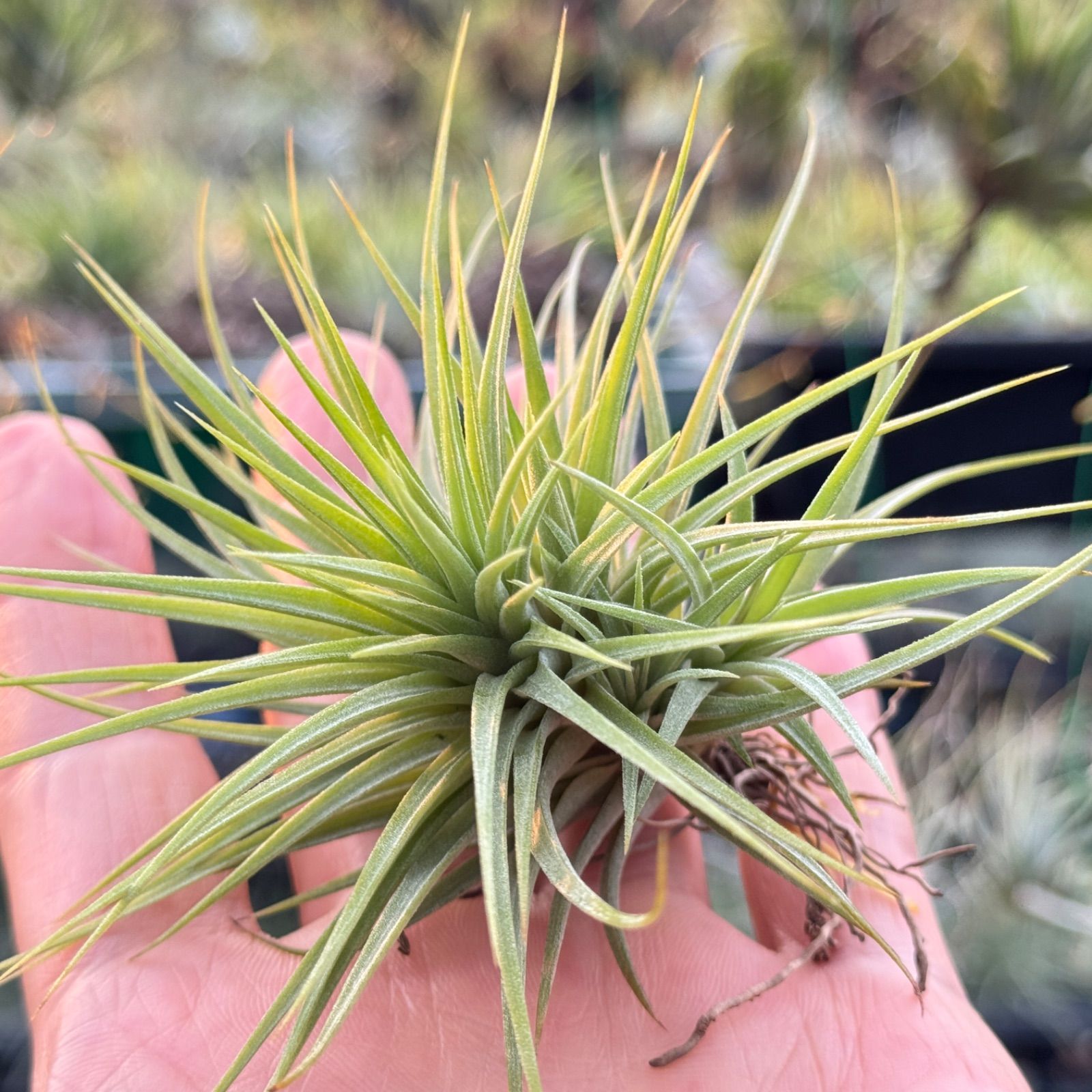 特大＊チランジア イオナンタ ファットボーイ Tillandsia