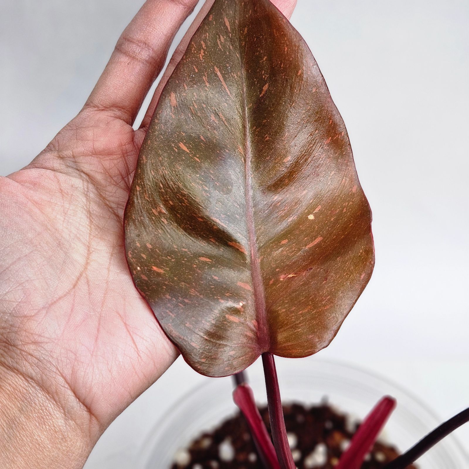 フィロデンドロン・オレンジ・プリンセスPhilodendron 【公式通販】