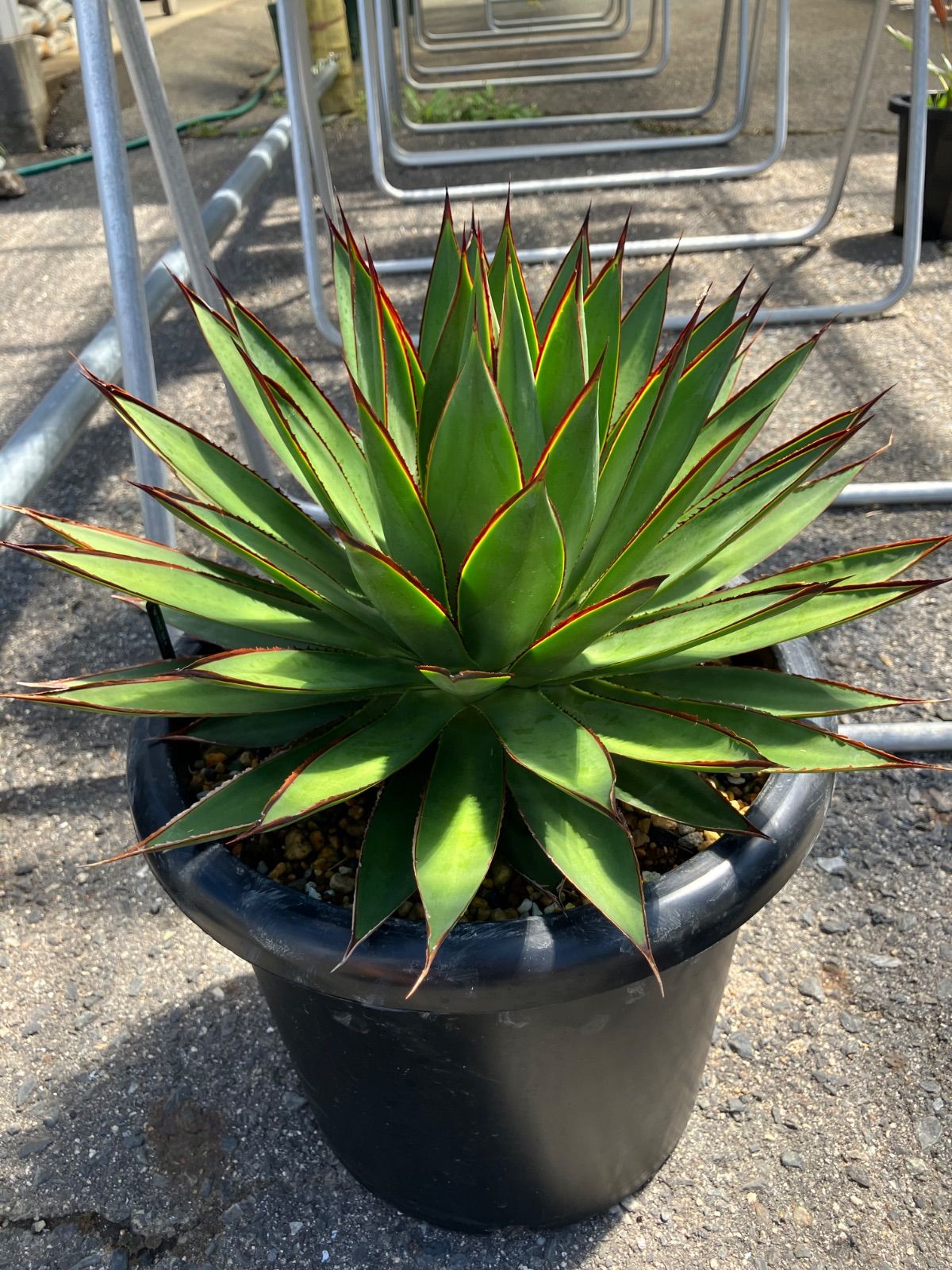 アガベ グリーングロー大株 アガベ グリーングロー大株 抜き苗発送