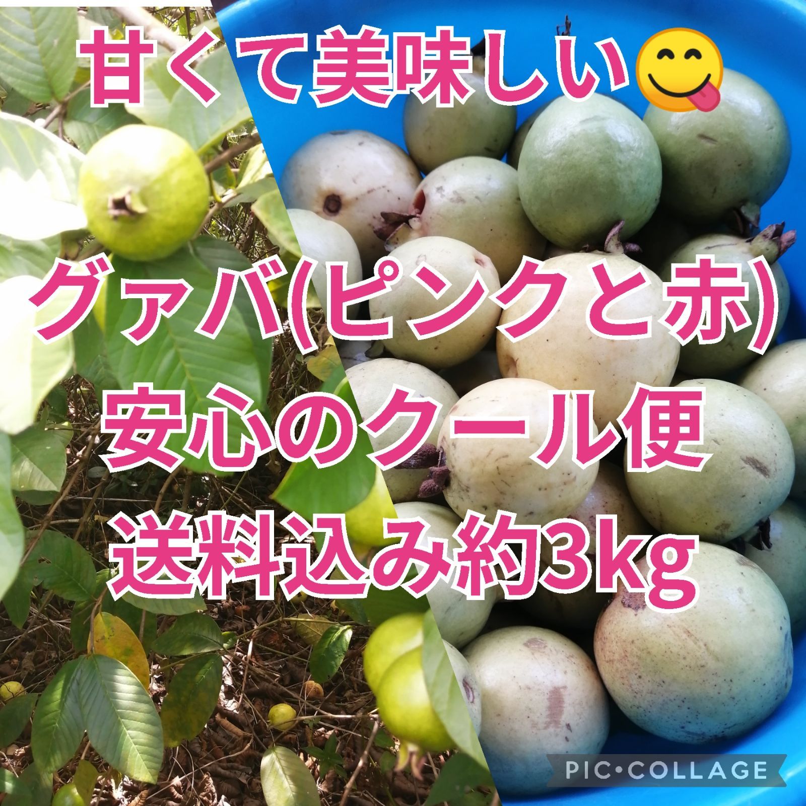 奄美産ピンク・赤グァバ3kg 産直無農薬*クール便 - メルカリ 奄美産ピンク・赤グァバ3kg 産直無農薬*クール便 - メルカリ