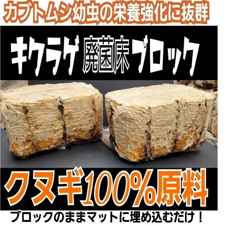 カブトムシ幼虫の栄養強化に抜群！キクラゲ菌床ブロック【8個】マットに埋めるだけ！ブロックに幼虫が潜り込みモリモリ食べます！ クワガタの産卵床にも！ -  メルカリ