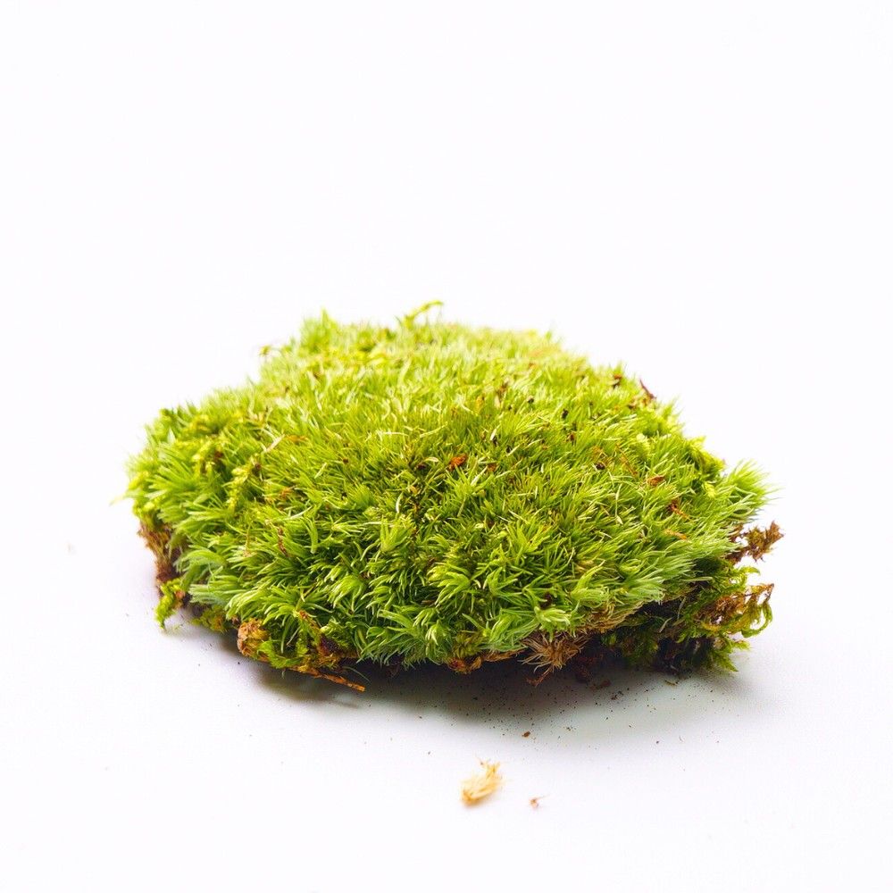 苔テラリウム完成品 苔テラリウム 苔ボトル ホソバオキナゴケ ホソバオキナゴケ 苔テラリウム作製用素材苔 | 苔テラリウム専門