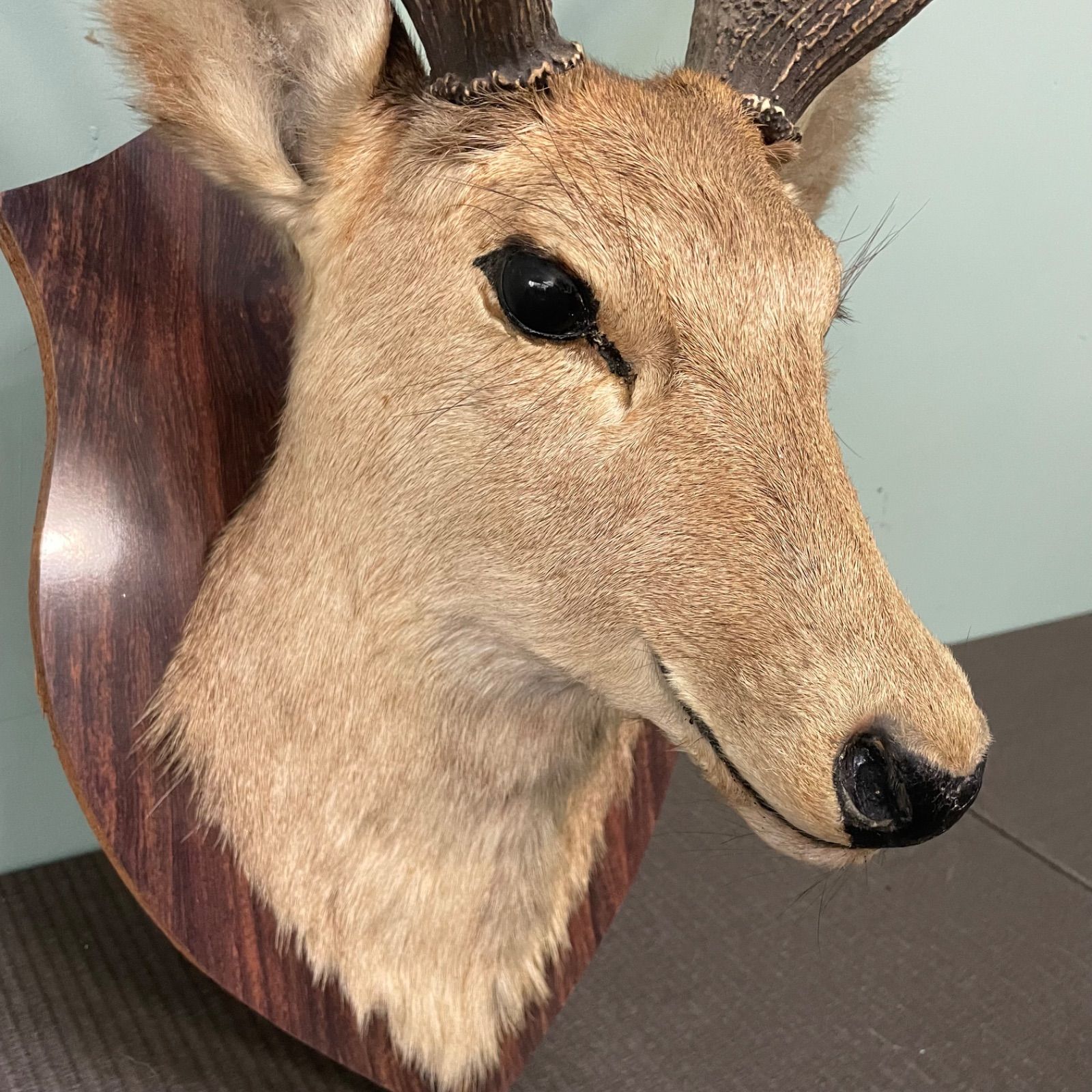 ♭ 鹿の剥製 鹿角 シカ 剥製 壁飾り 高さ80cm ハンティング