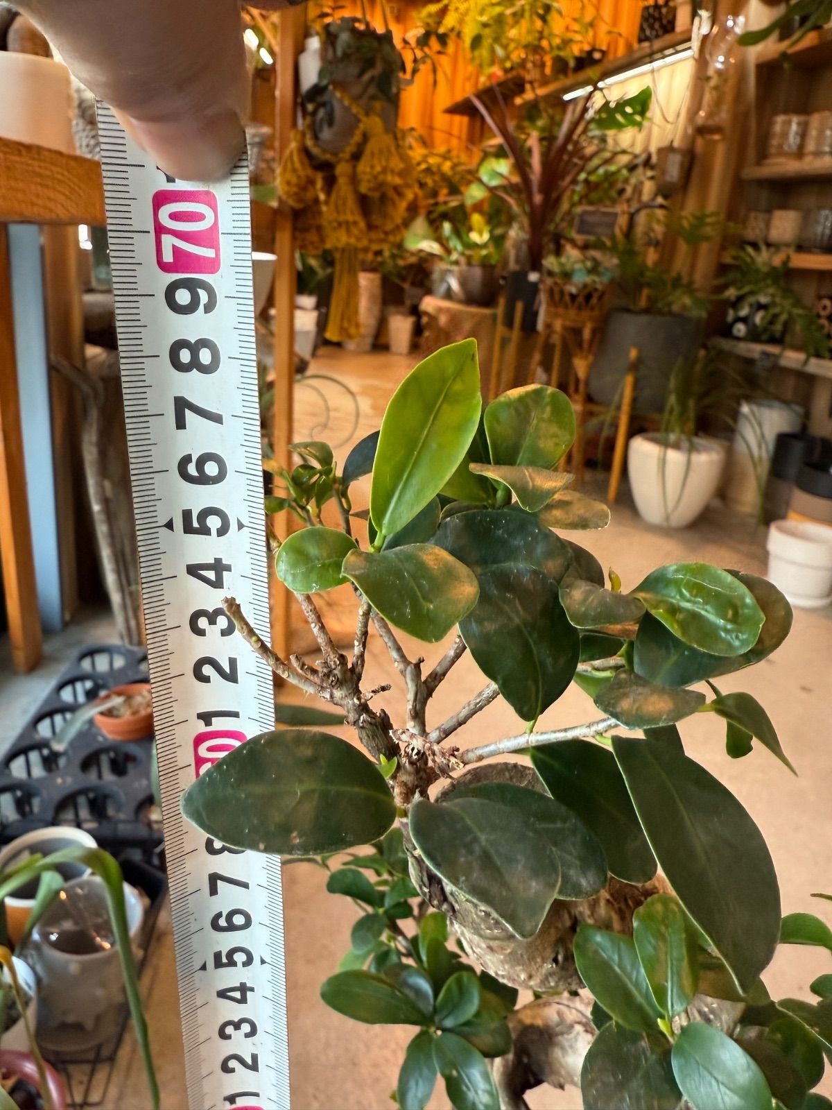 がじゅまる　No5 がじゅまる(ガジュマル) 5号鉢