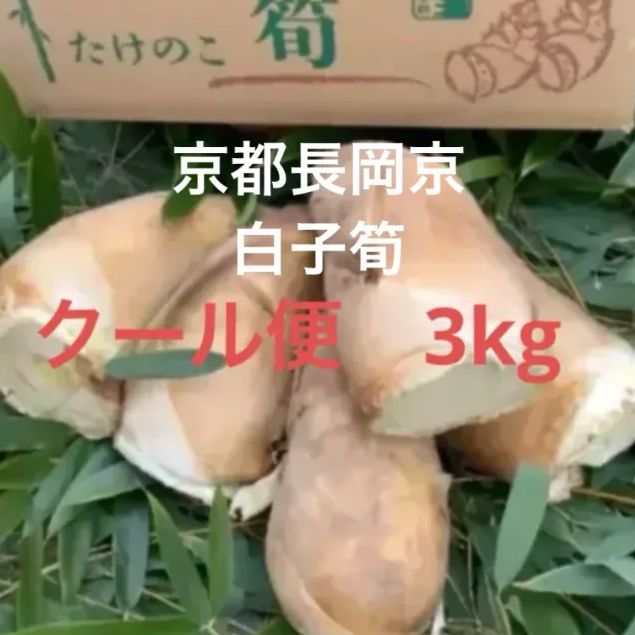京都 長岡京 白子たけのこ 朝堀りタケノコ 3kg