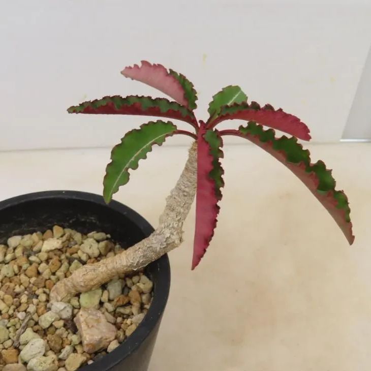 4060 「多肉植物」ユーフォルビア クレメルシー 植え【実生・発根・Euphorbia cremersii・塊根植物】 - メルカリ