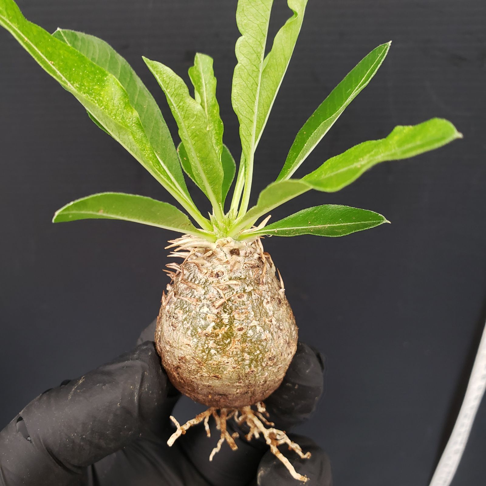 カーティシー/茎伏せ/発根済み/発芽予兆有り/親株は10年以上前入手 2〜3発芽カーティシー/茎伏せ/発根済み/発芽予兆有り/親株は10年
