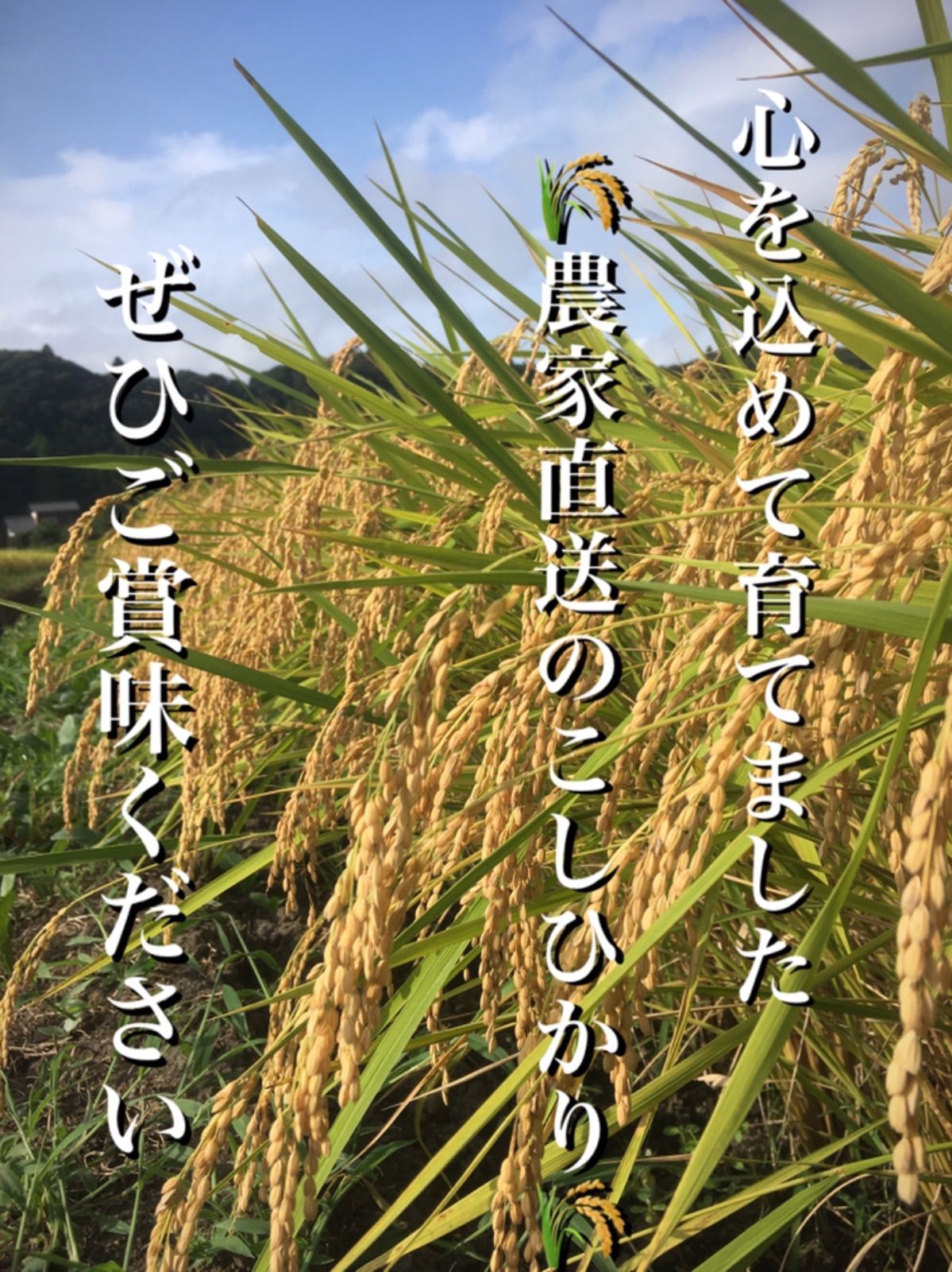 令和4年度産✳︎嬉しい野菜おまけ付♪千葉県産こしひかり 玄米30キロ