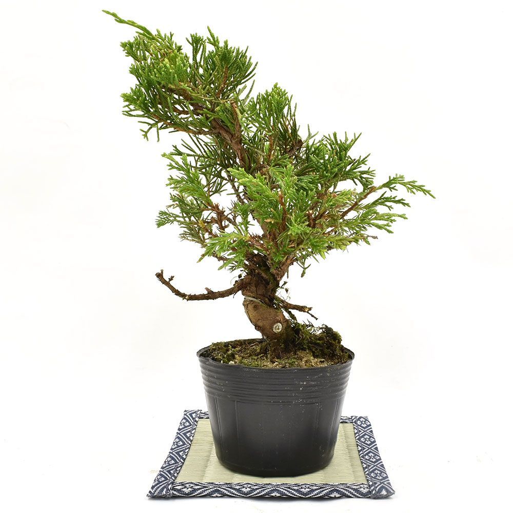 盆栽 糸魚川真柏 素材 苗木 15cm ミニ盆栽 小品盆栽 bonsai