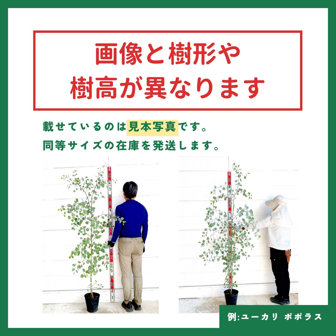 キンメツゲ 円錐形 約170cm 仕立物【トピアリー/玉柘植/柘植/苗木/植木