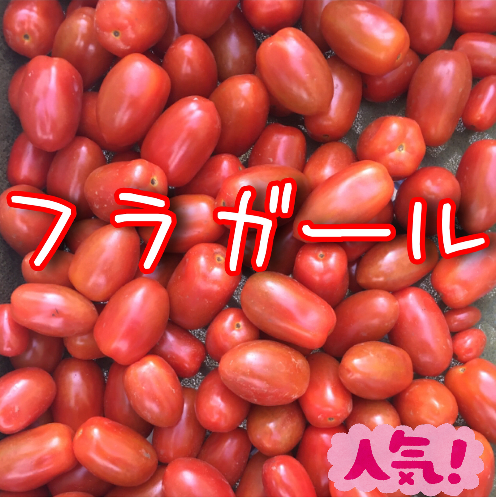フラガール🍅ミニトマト！濃蜜クリスピー！たっぷり1.2キロ！農家👩‍🌾直送🚚！フルーツトマト！コンパクト！