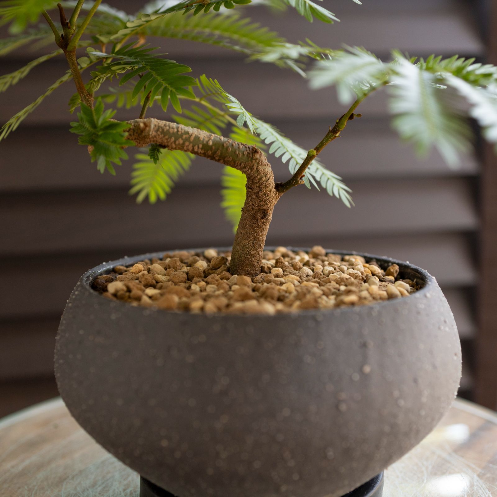 得価，人気】 盆栽 エバーフレッシュ 曲げ仕立て 5号陶器鉢 Ever fresh