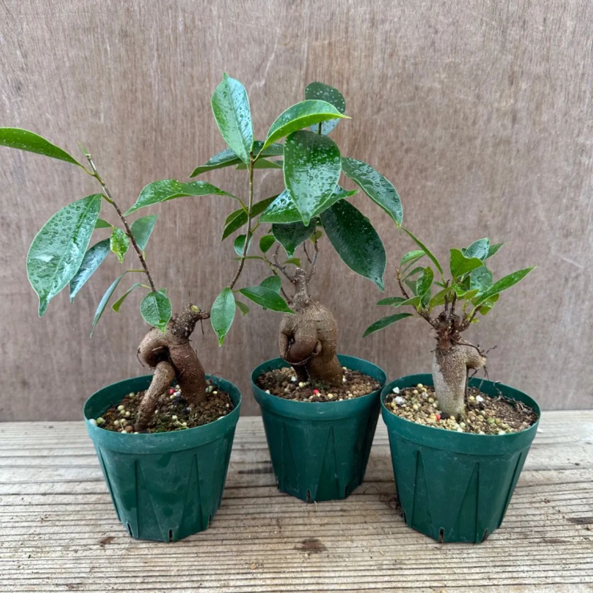 【サンプル】ガジュマル小 3寸 3個セット Ficus microcarpa フィカス ミクロカルパ 多幸の木 幸せを呼ぶ木 観葉植物 観葉 ...