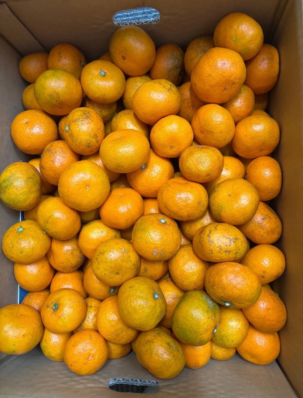 和歌山　有田みかん「小粒ちゃん」　10kg 家庭用