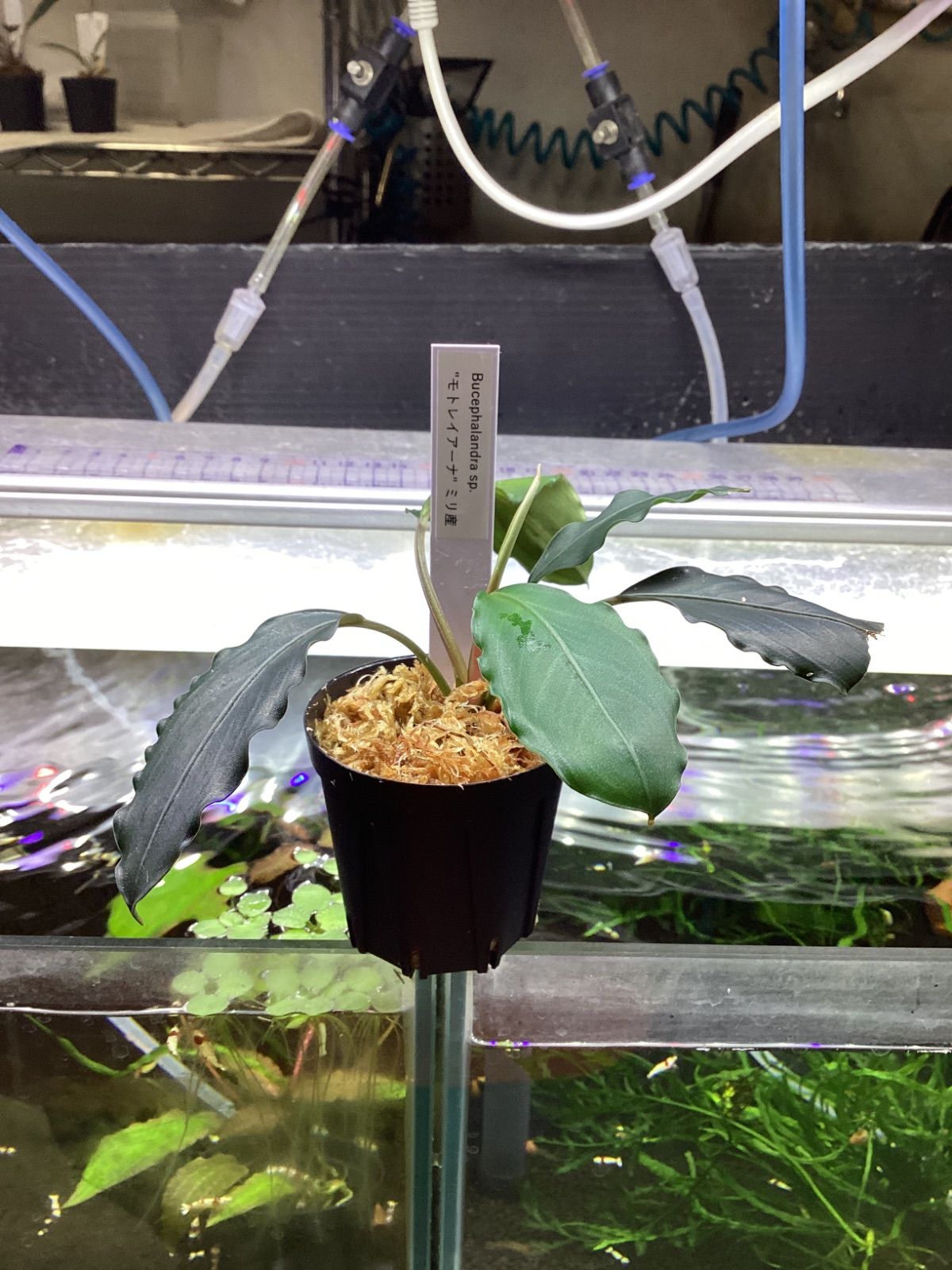 ブセファランドラ モトレイアーナ ミリ産 Bucephalandra
