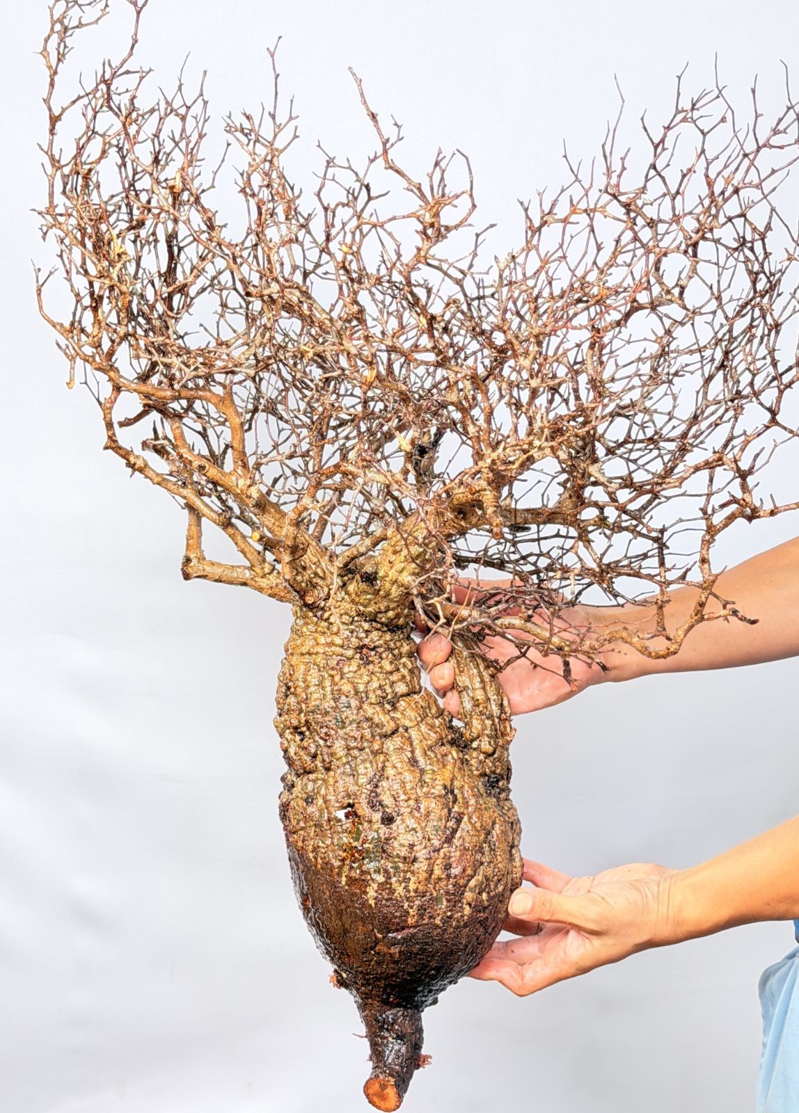 A152 Maison de Madagascar オペルクリカリア パキプス ベアルート株 マダガスカル選抜 Operculicarya pachypus パキプス コーデックス