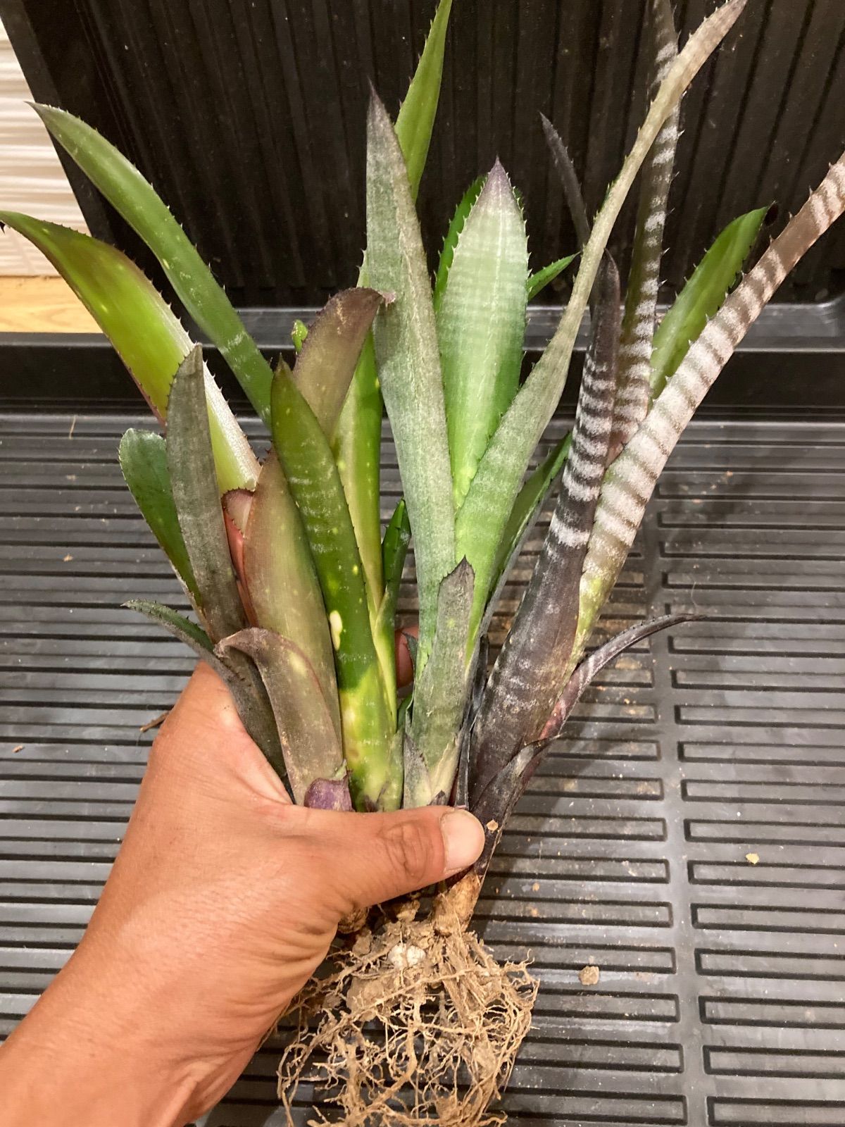 ビルベルギア 子株セット - メルカリ