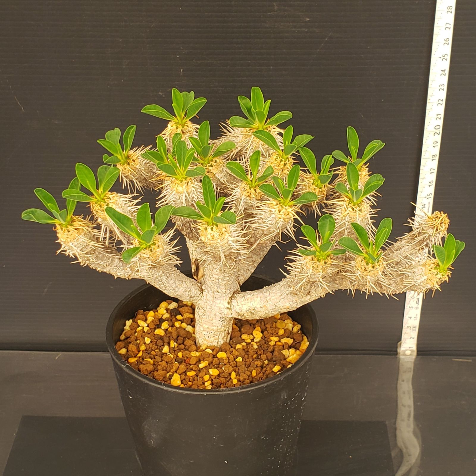 ゑ.8 ユーフォルビア ギラウミニアナ / 現地球 発根株 Euphorbia