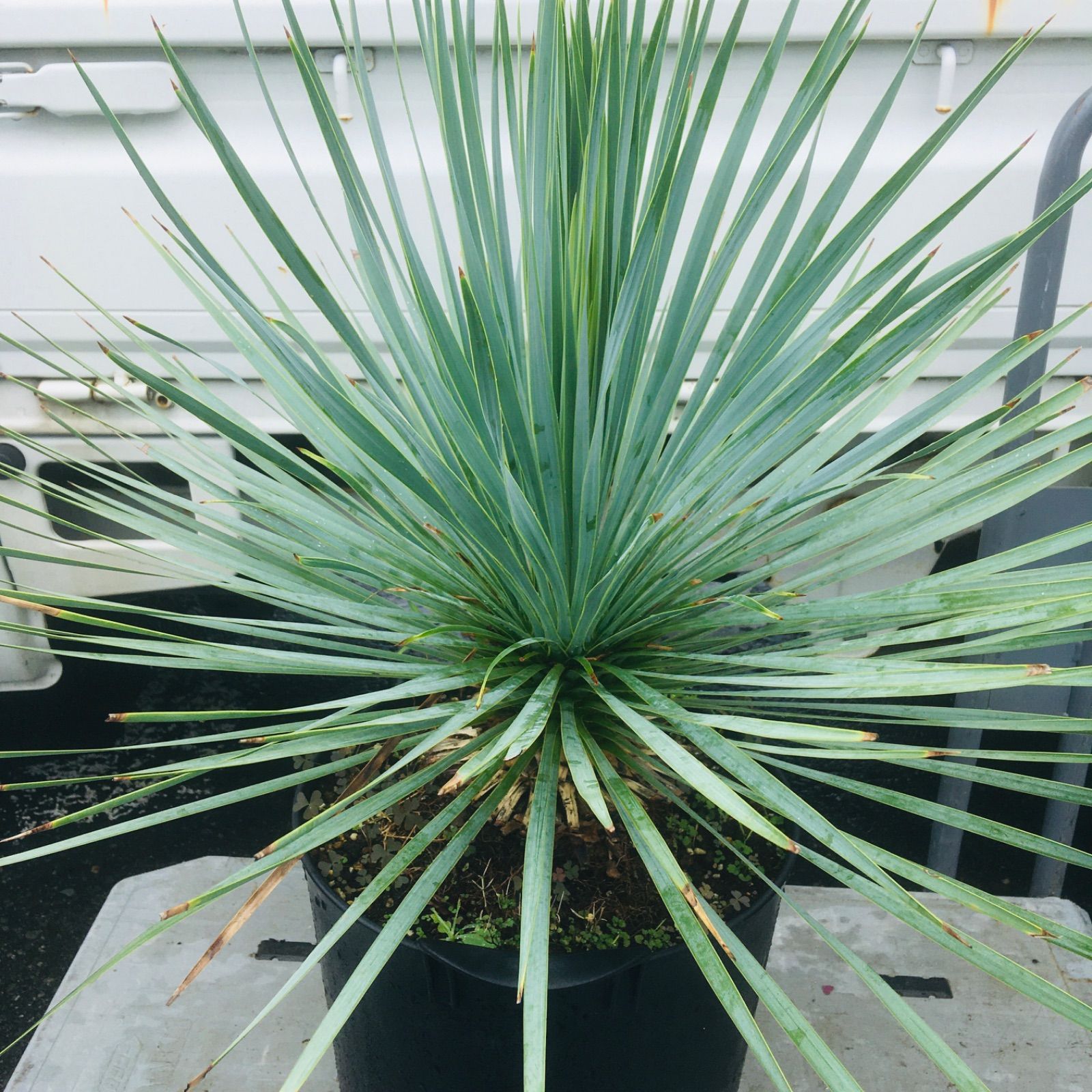 【高騰品種・発根済み】ユッカ ロストラータ スーパーシルバー 特選 高騰品種・発根済み】ユッカ ロストラータ スーパーシルバー