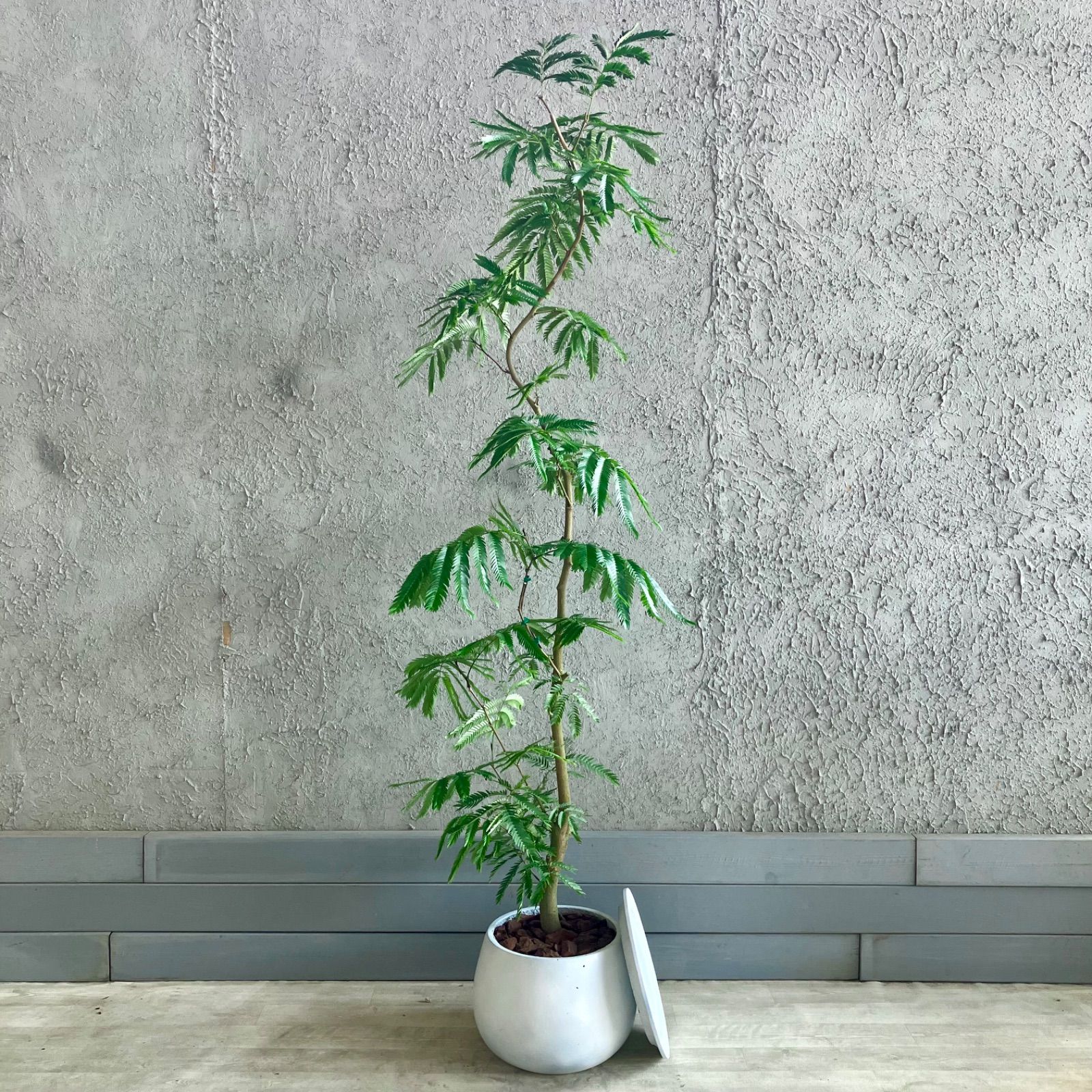 ① フィカス ベンガレンシ曲がり仕立て 10号 特大苗木最高等級極上品