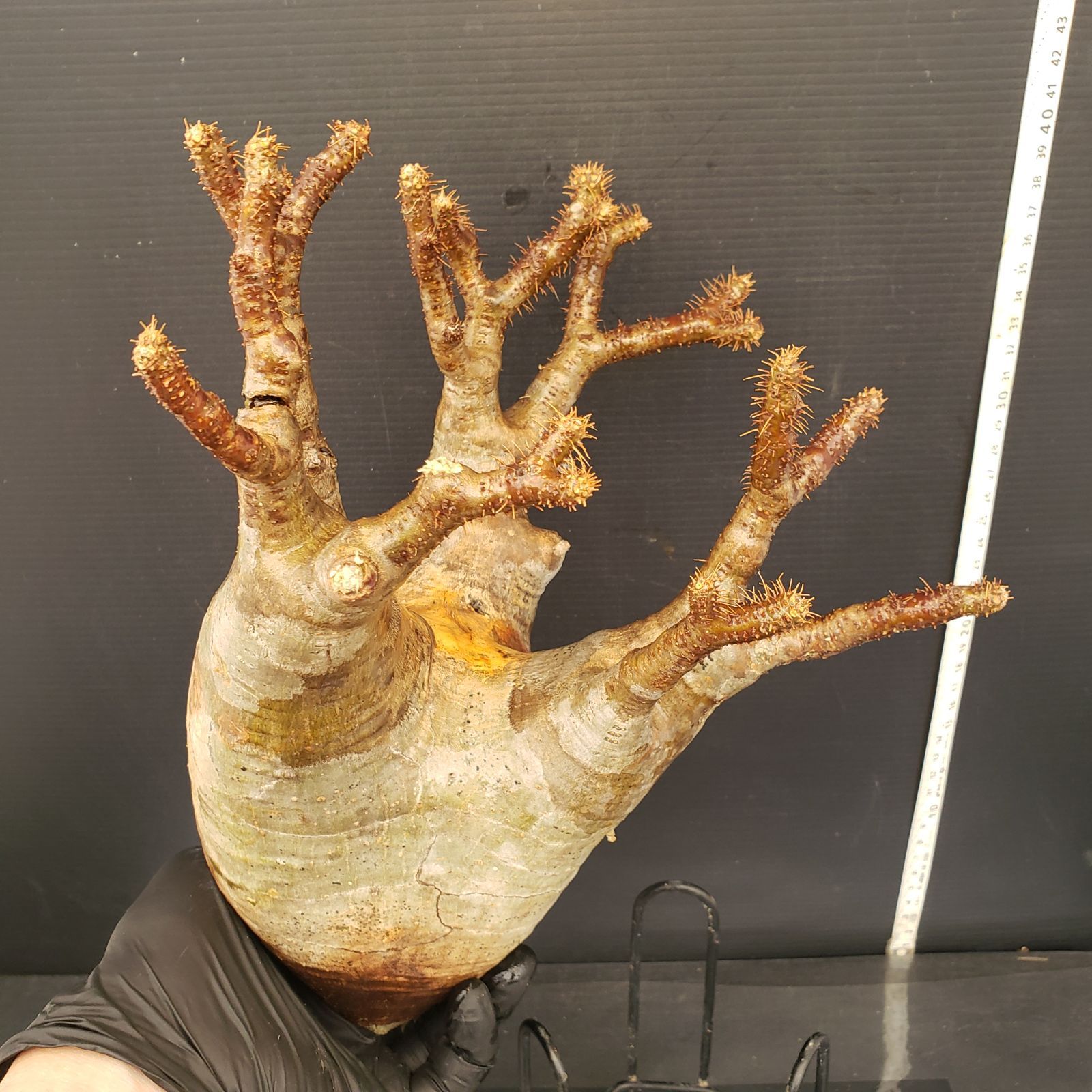 M592【最新到着】Pachypodium グラキリス（ML）（現地球・抜き苗