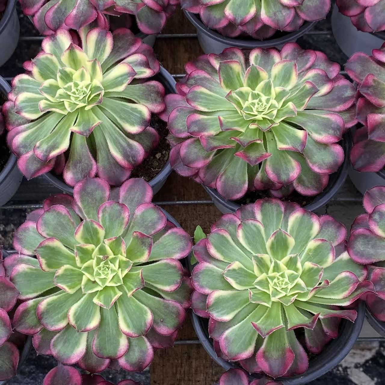 25#多肉植物アエオニウム❤️ ナガ女王 セッカ ❤️19cm拔き苗 Amazon.co.jp: A！！ 多肉植物 マリア錦 セッカ レア苗 韓国苗