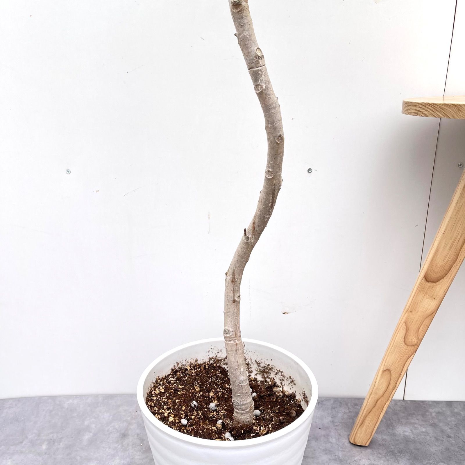 フィカス　アルテシマ　曲がり　1 フィカス アルテシマ 曲がり 1【現品】観葉植物 室内 大型