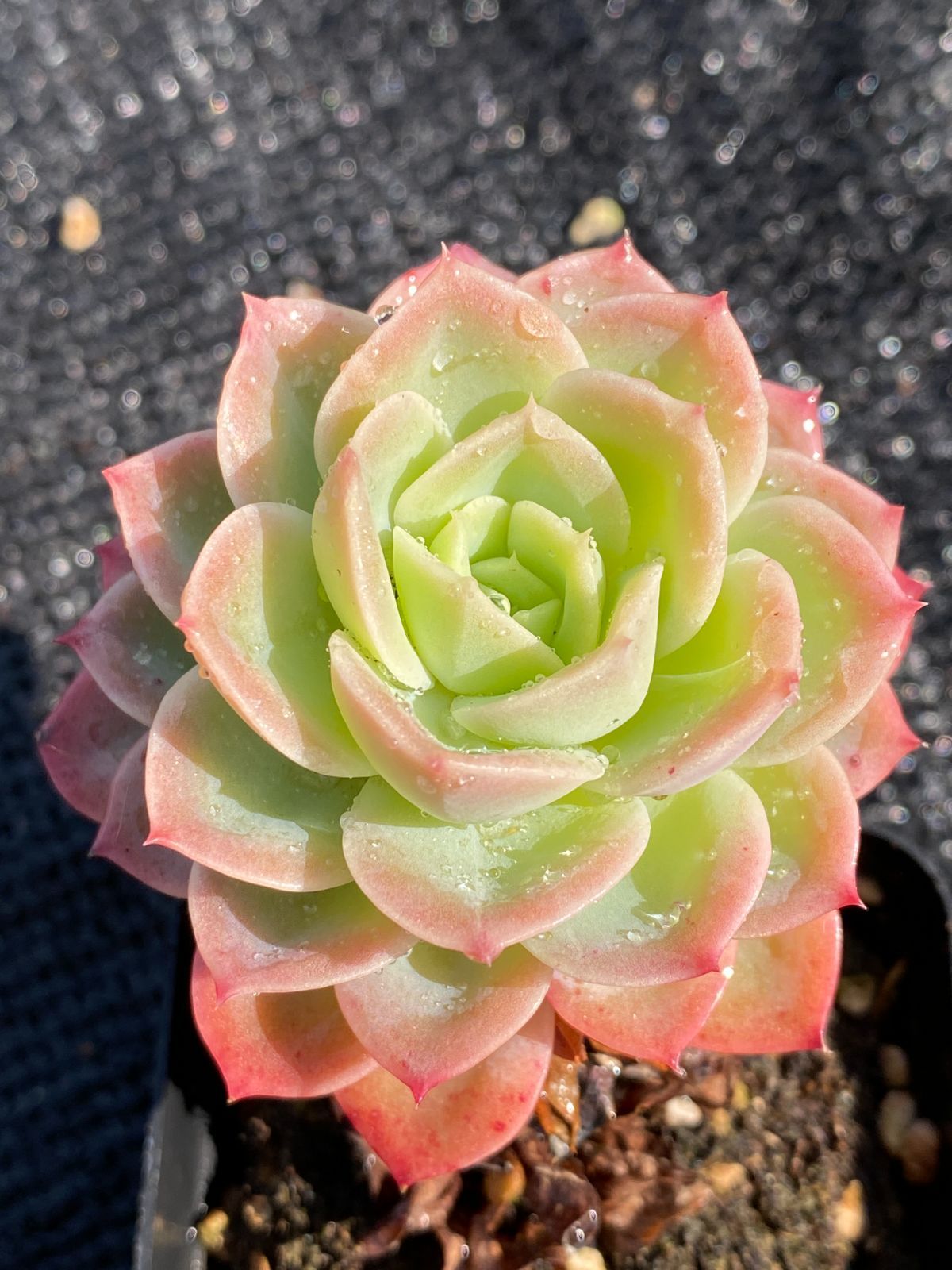 24株の抜き苗セット】メロン 多肉植物 ヤマト宅急便発送 エケベリア