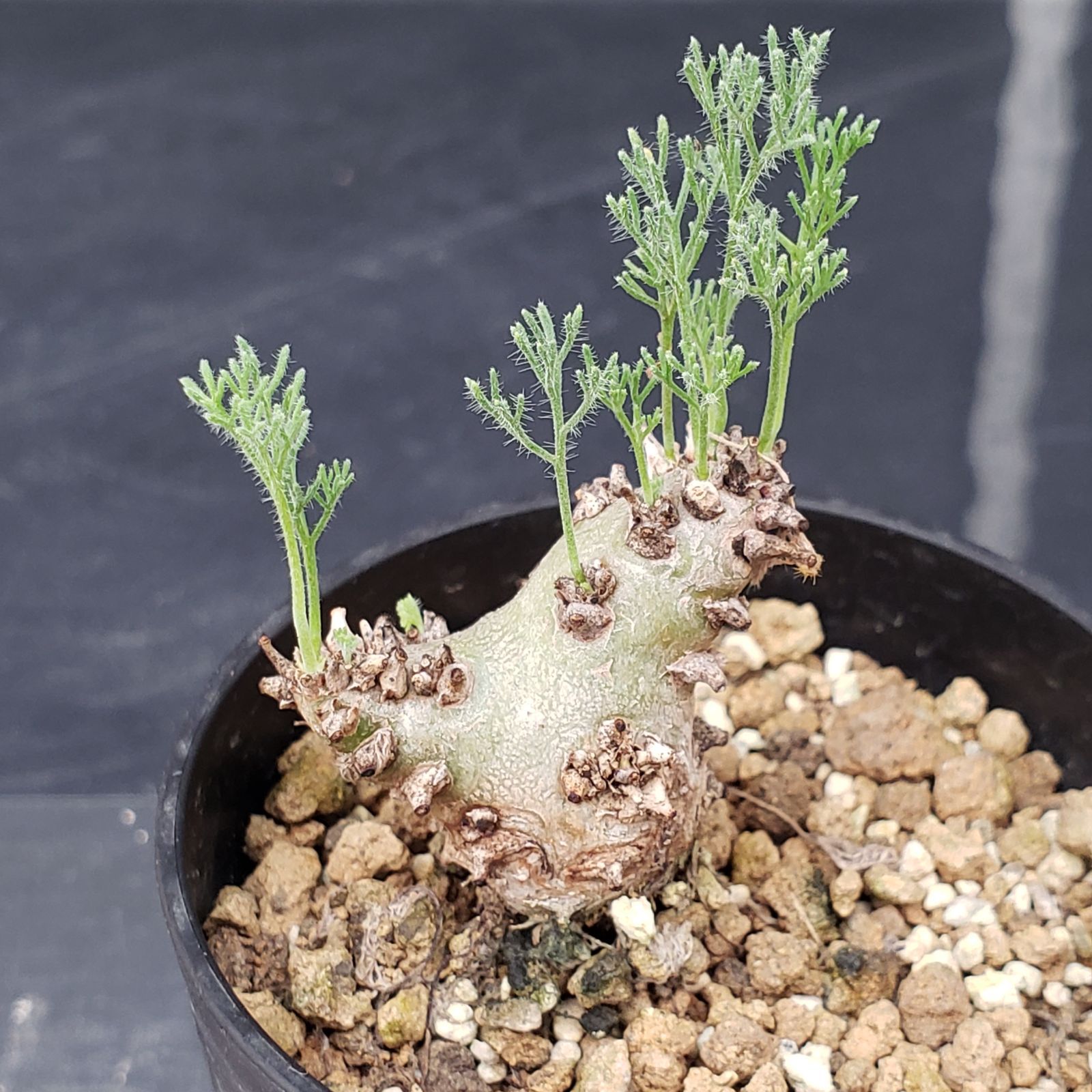 モンソニア　ムルチフィダ　実生株 モンソニア・ムルチフィダ / monsonia multifida 実生4ヶ月半での開花