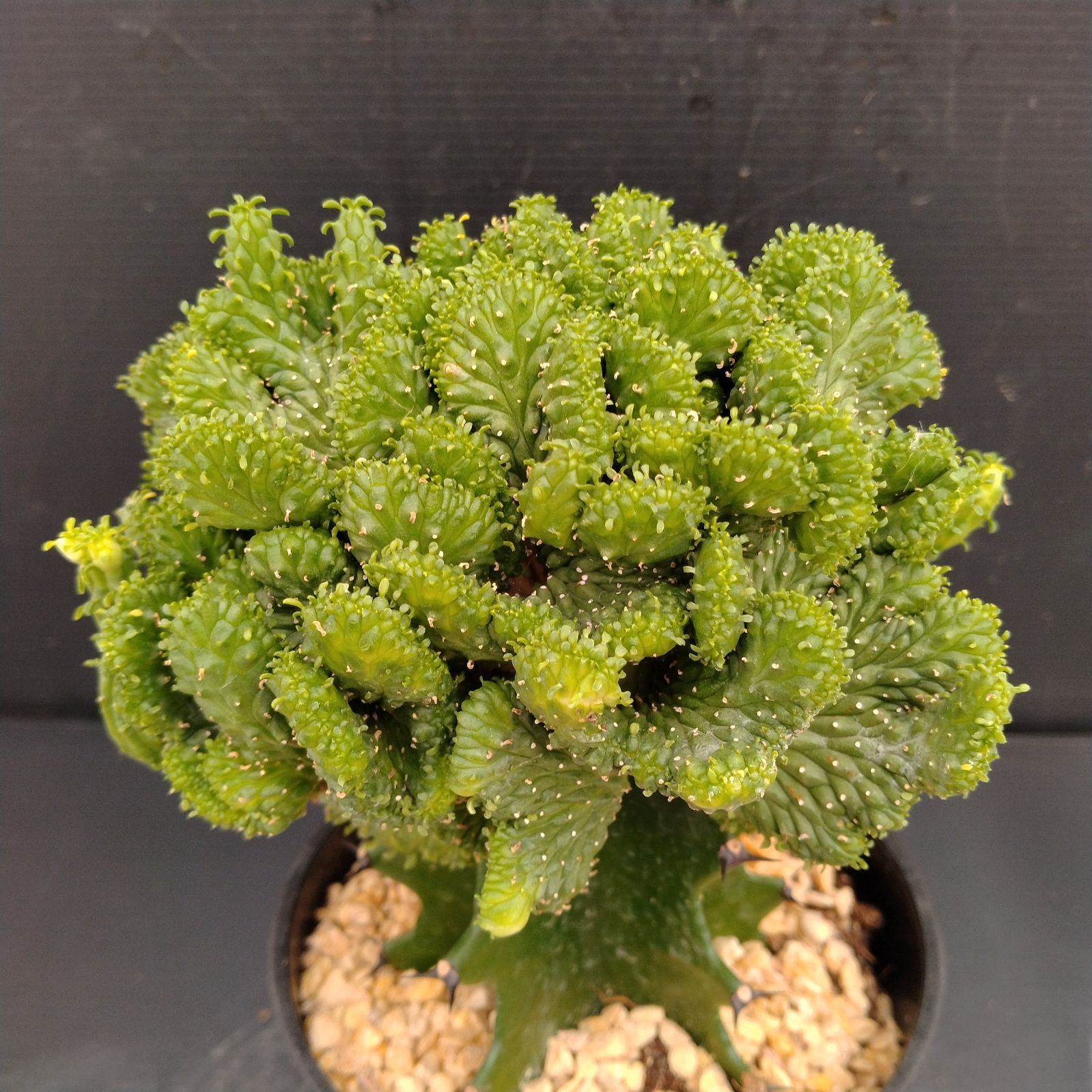 珍品】ユーフォルビア アルデルクリ綴化 2 サボテン 多肉植物 珍品】ユーフォルビア アルデルクリ綴化 2 サボテン 多肉植物