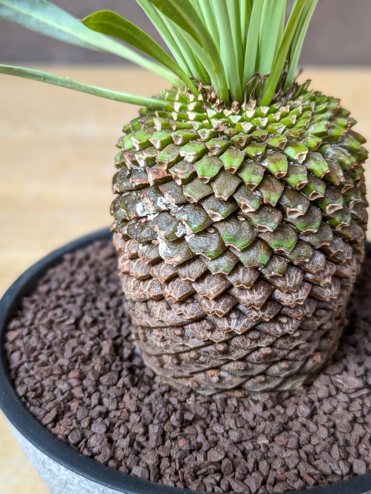 ユーフォルビア 鉄甲丸 【 現品 】大株 鉢のまま発送 - メルカリ