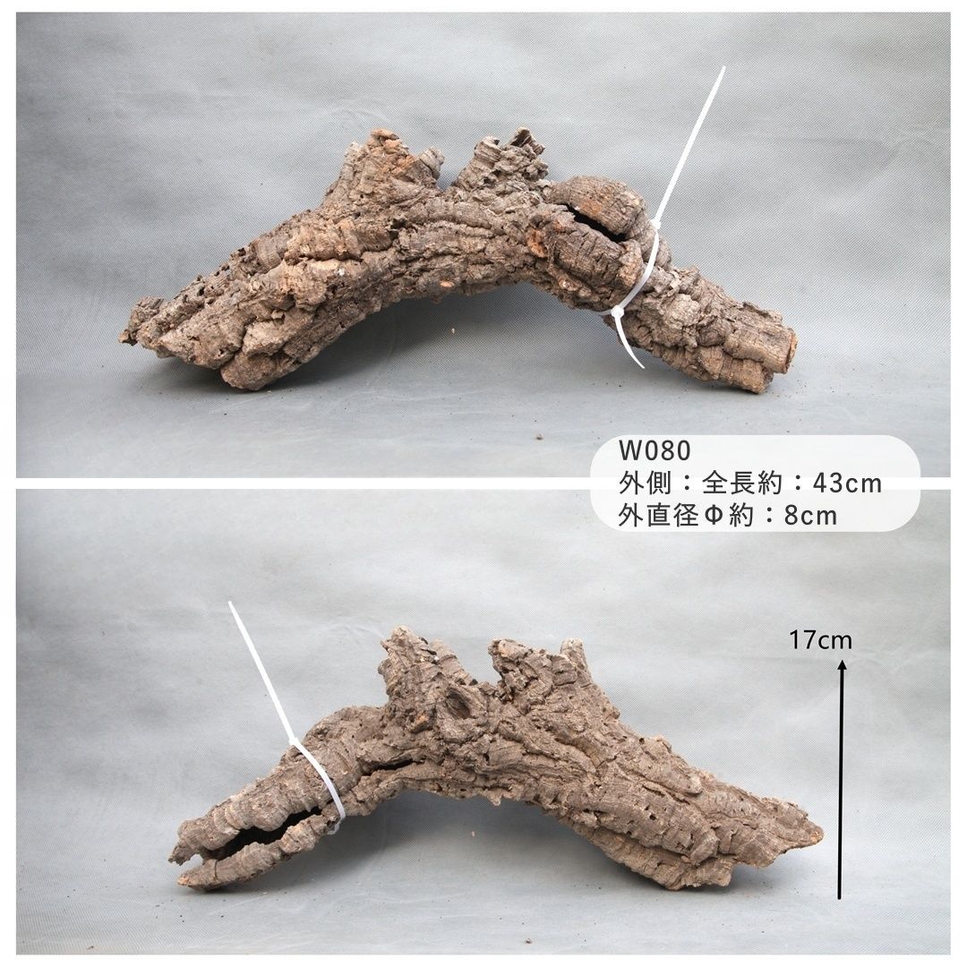 W080 ポルトガル産 コルク樹皮 キャノンコルク バージンコルク チランジア ビカクシダ 着生ラン 両生類 爬虫類