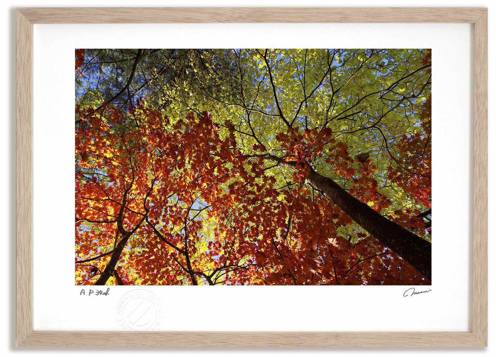 もみじ  激安売り アートフォト 絵画 紅葉と白樺の紅葉/中富良野町 高橋真澄