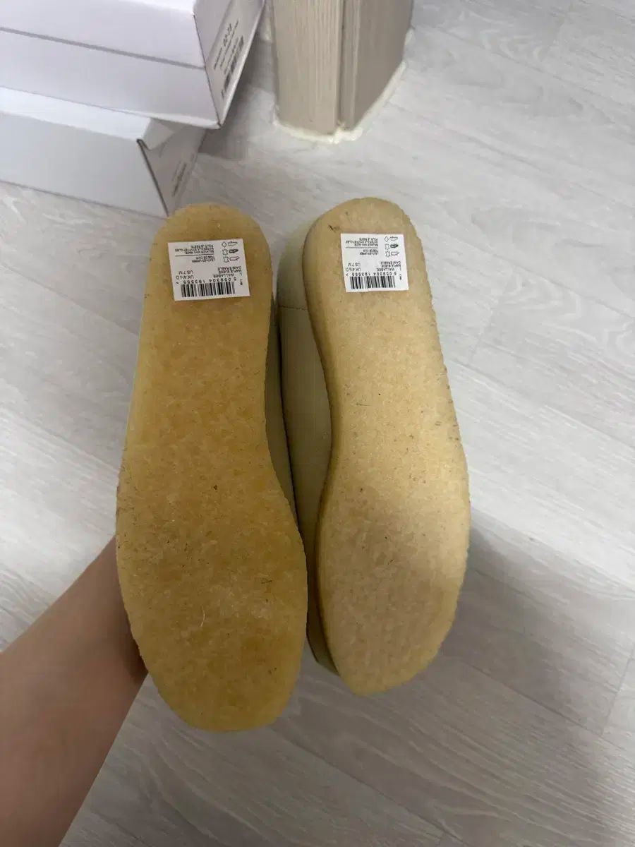 ワラビー メープル