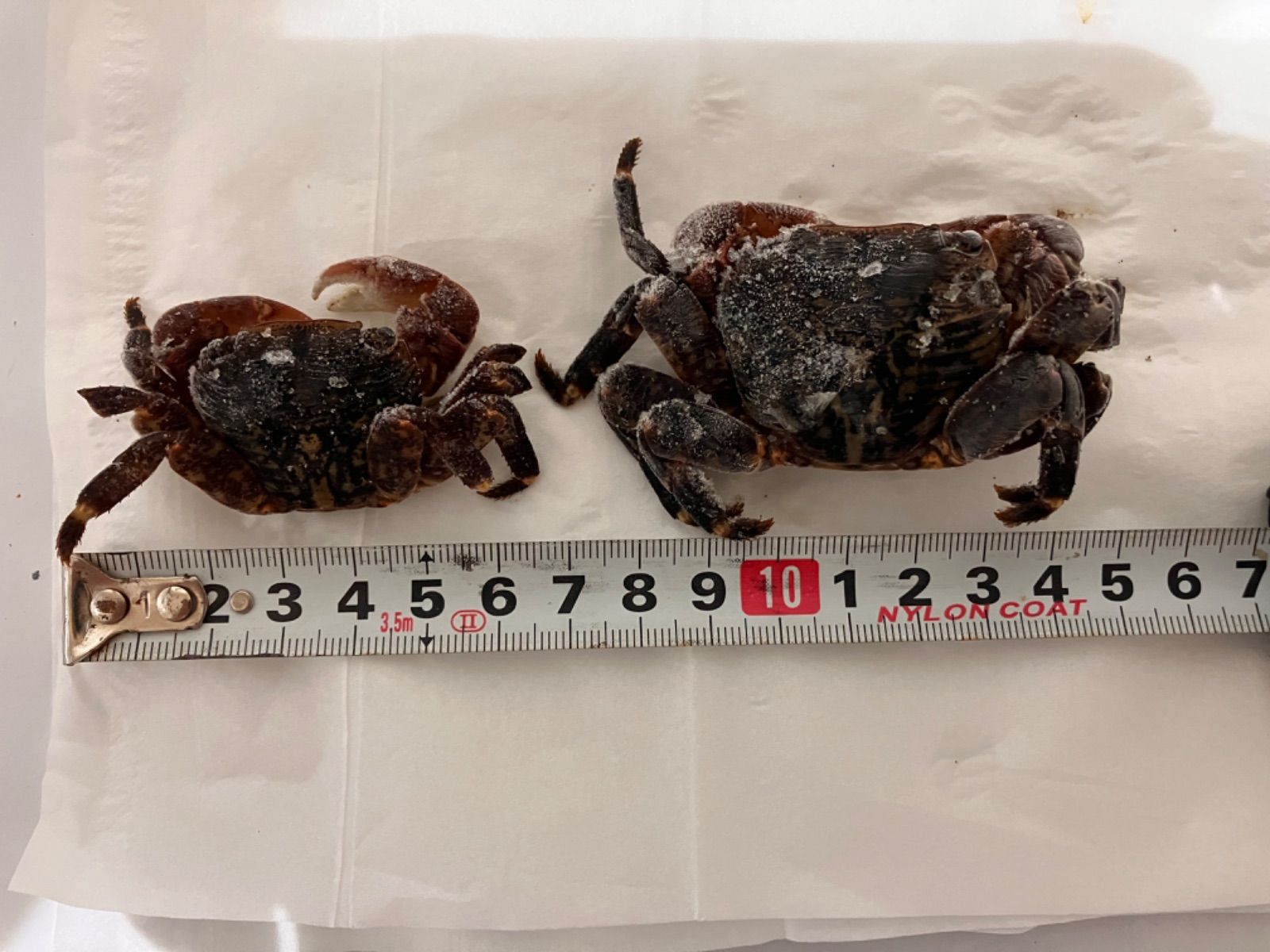 送料無料】冷凍ヤドカリ40個 冷凍カメノテ500g 石鯛 黒鯛 釣り餌