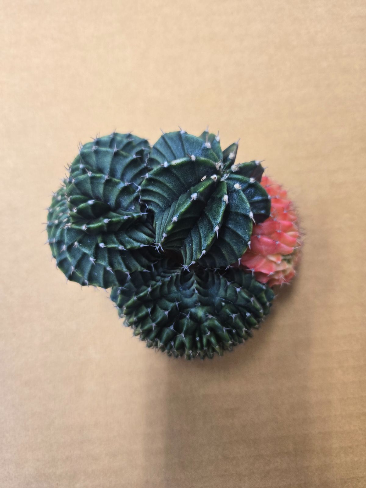 ギムノカリキウム 緋牡丹錦 群生綴化 1点もの