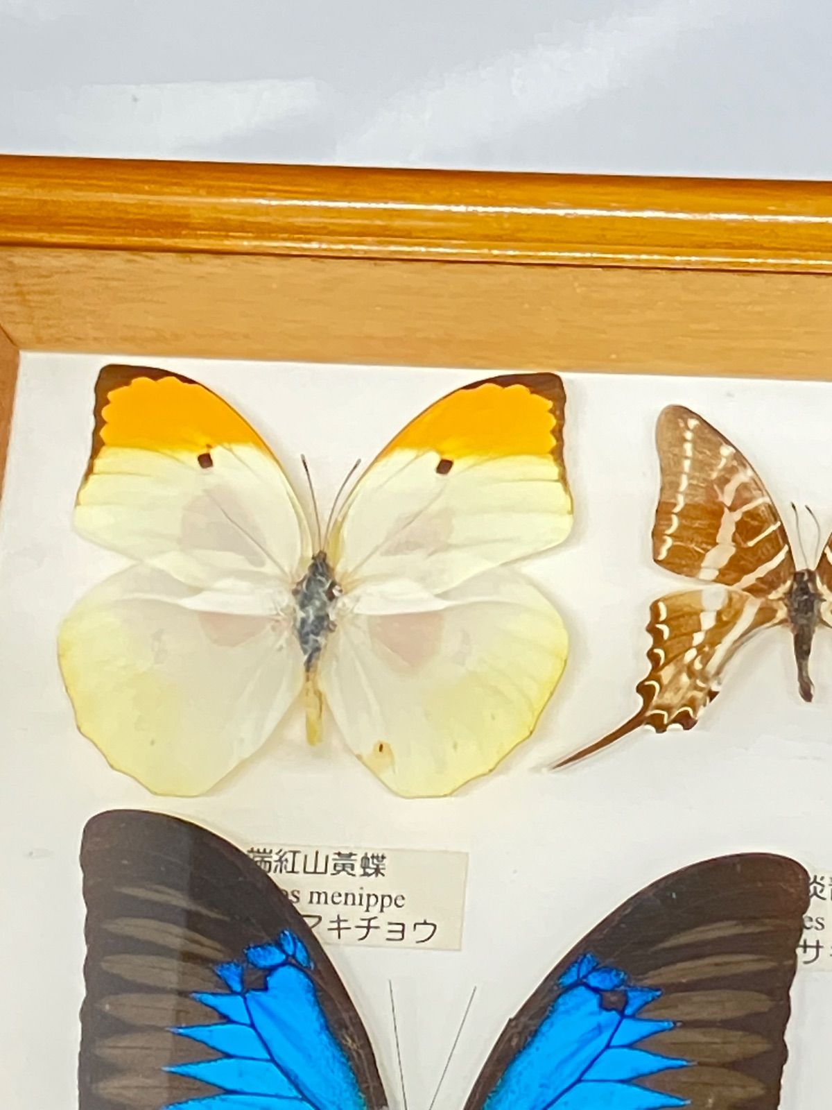 蝶 標本13種 ツマベヤマキチョウ コモンアサギタイマ
