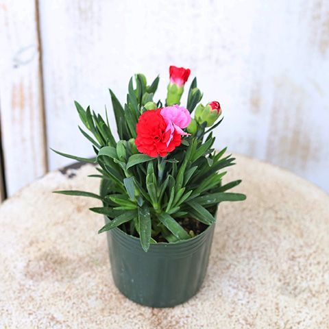 花苗 カーネーション プリティいちご 3号 栄養系 多年草 四季咲き 赤