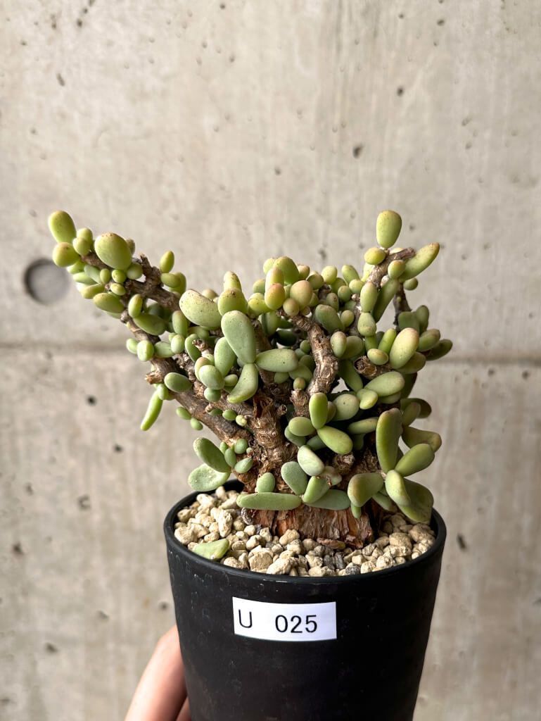 現品限り ケラリア ピグマエア 現地株 U25 Ceraria pygmaea 植物 塊根植物 夏型 コーデックス